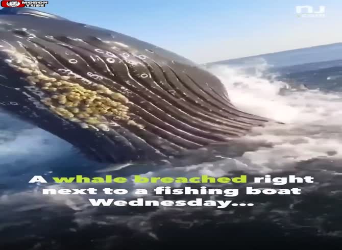 Video :A whale emerges from the sea, just causing their boat to shatter